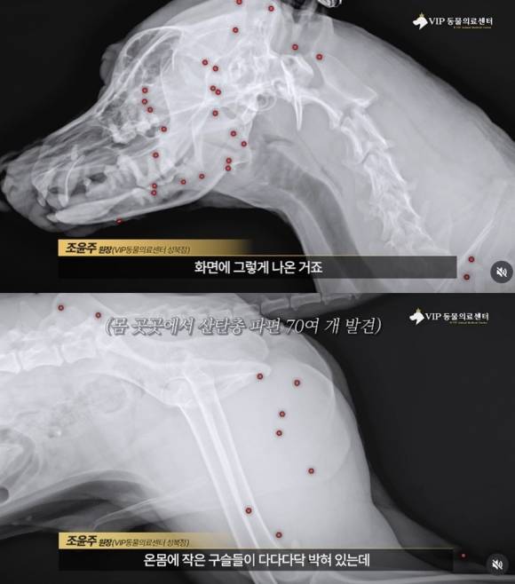 유기 상태에서 구조돼 해외 입양을 준비하던 백구 ‘귀동이’ 온몸에 총알 70여개가 박혀 있었다. 자료 : VIP동물의료센터 인스타그램
