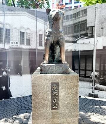 도쿄 JR시부야역에 세워진 충견 하치코의 동상. 하치코 동상은 시부야의 명소이며 수많은 사람들이 사진을 찍기 위해 이 곳을 방문한다. JR시부야역에서 이 동상이 있는 곳으로 나가는 출구의 이름이 ‘하치코 출구’(ハチ公口)다.