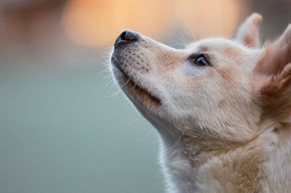 ‘2024 반려동물 보호복지 실태조사’에 따르면&nbsp;동물 관리 전반에&nbsp;투입되는 세금이 빠르게 늘어나고 있다. GETTYIMAGES