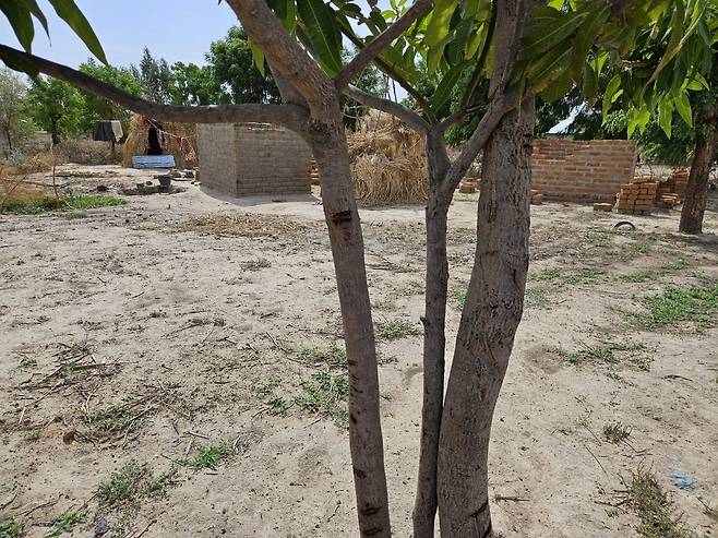 카메룬 최북단주 앙두밀 마을의 나무에 표시된 홍수 수위 표시 (마루아<카메룬>=연합뉴스) 노재현 기자 = 지난 10일(현지시간) 카메룬 최북단주 마가호수 근처의 앙두밀 마을. 2025.6.25 nojae@yna.co.kr