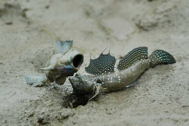 짱뚱어 [순천시 제공. 재판매 및 DB 금지]