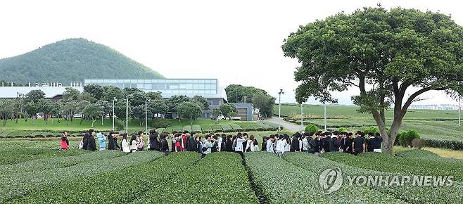 수학여행의 계절 지난해 10월 23일 제주 서귀포시 안덕면 오설록 녹차밭이 수학여행을 온 학생들로 붐비고 있다. [연합뉴스 자료사진]