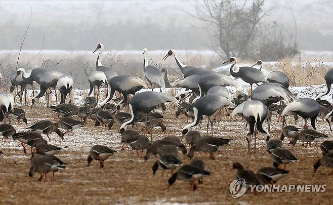 두루미들의 겨울 나기 [연합뉴스 자료사진]
