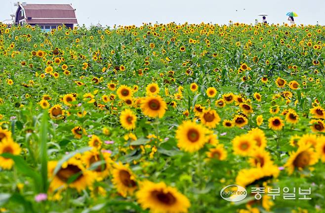 초여름 날씨가 이어진 26일 안성시 농협경제지주 안성팜랜드를 찾은 시민들이 활짝 핀 해바라기 언덕길을 거닐며 즐거운 시간을 보내고 있다. 임채운기자
