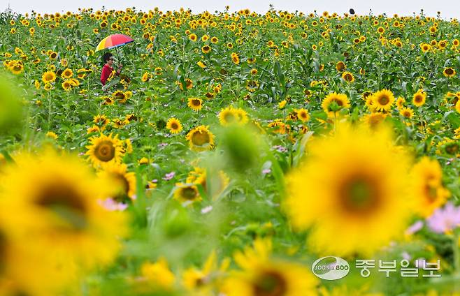 초여름 날씨가 이어진 26일 안성시 농협경제지주 안성팜랜드를 찾은 시민들이 활짝 핀 해바라기 언덕길을 거닐며 즐거운 시간을 보내고 있다. 임채운기자