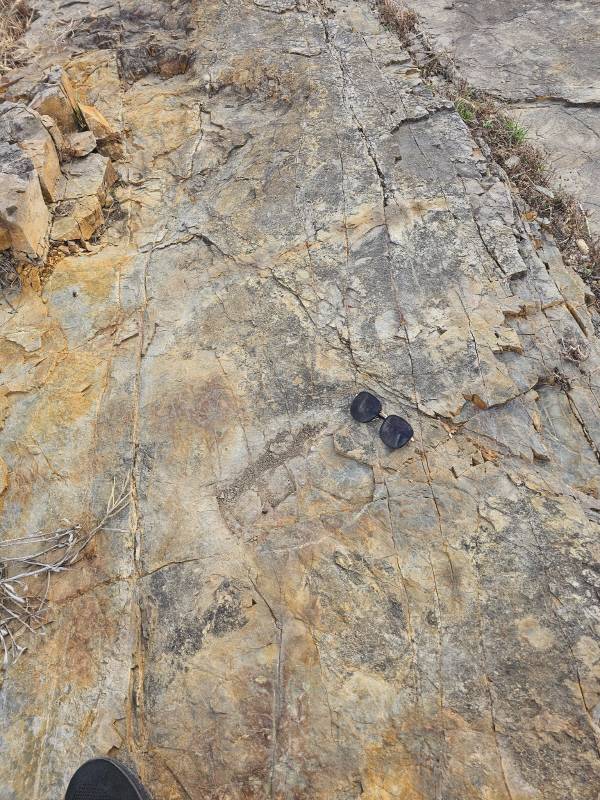 박무창 의성국가지질공원 해설사가 의성읍 남대천 공룡발자국 지점에서 스케일바(선글라스)를 이용해 퇴적구조의 실제 크기를 비교 설명하기 위해 촬영한 사진으로, 관찰 대상의 상대적 크기를 시각적으로 전달하는 데 활용된다. 의성군