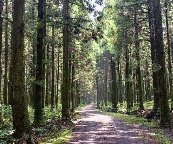 한남사려니오름숲. 제주관광공사 제공