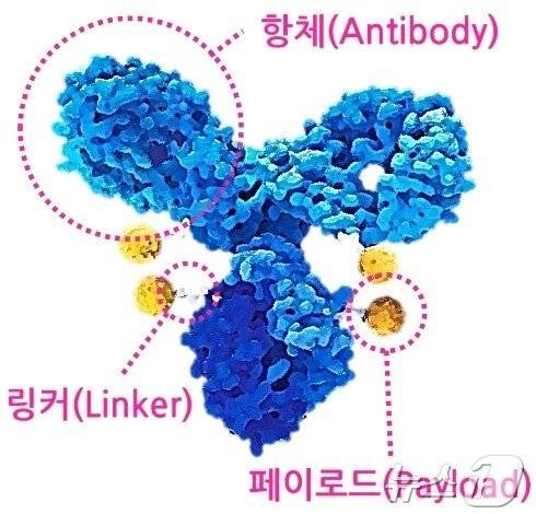 링커를 통해 약물(페이로드)과 Y자 모양 항체가 결합한 항체약물접합체(ADC) 모습.(아이큐비아 제공)/뉴스1