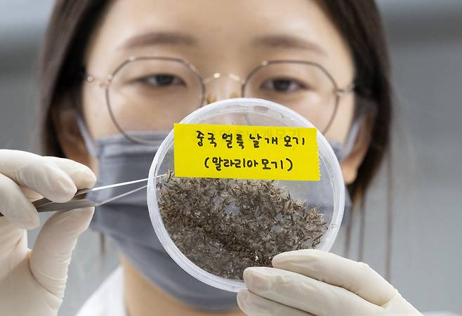 경기도 수원시 권선구 경기도보건환경연구원에서 연구원들이 채집한 모기를 분류하고 있다./뉴스1