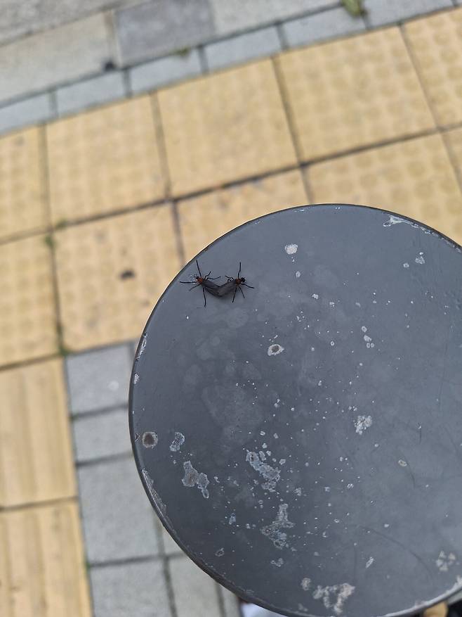 현재 도로에 벌레 천국이네요