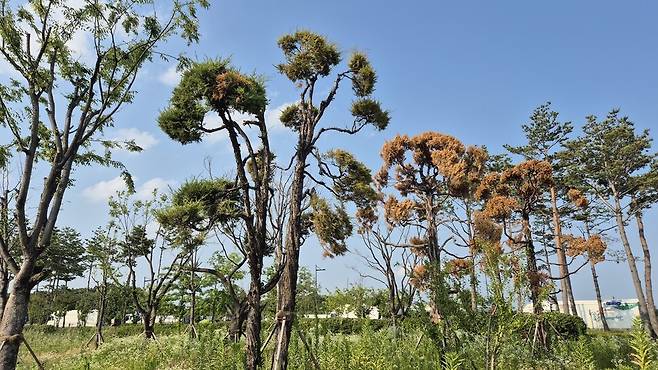 충북도의 수목 정비로 가식장으로 옮겨진 정원수들이 관리 부실로 고사해 간다. 오윤주 기자