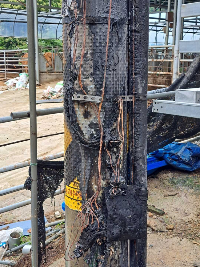 ▲ 26일 오후 12시 27분쯤 양구군 양구읍 이리 박수근로의 한 전봇대에서 불이 났다. 강원소방본부 제공