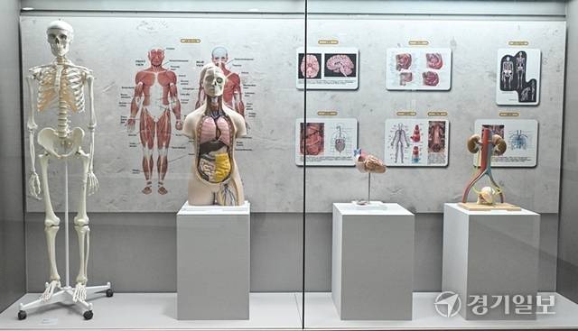 우리 몸의 구조를 나타낸 인체 모형도. 홍기웅기자