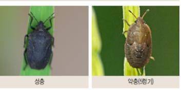 [울산=뉴시스] 구미현 기자 =  울산시농업기술센터는 벼 재배지에서 반복적으로 발생하는 해충 ‘먹노린재’에 대한 예찰과 신속한 방제가 시급하다고 26일 밝혔다. 먹노린재 성충, 약충(왼쪽)과 피해(오른쪽) photo@newsis.com *재판매 및 DB 금지