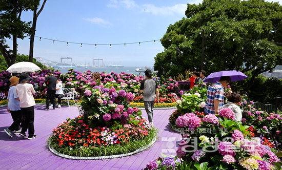 ▲ 26일 '장생포 수국에 흠뻑 물들다'라는 주제로 제4회 장생포 수국 페스티벌이 열리고 있는 울산 남구 장생포고래문화마을을 찾은 관광객들이 수국을 배경으로 사진을 찍고 있다. 김동수기자 dskim@ksilbo.co.kr