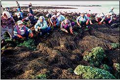 사진: 고광민2~3월 사이 톳 작업을 한다. 해녀회에 소속된 모든 해녀가 공동으로 톳을 채취한다. 톳은 '찍'으로 나눈다.