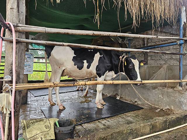 2022년 12월, 농림축산식품부와 농협중앙회, 민간 국제개발단체인 헤퍼코리아가 협력해 선별된 한국형 홀스타인 젖소 101마리가 네팔에 전달됐다. 사진은 한 농가에서 키우고 있는 홀스타인 젖소의 모습./공동취재단