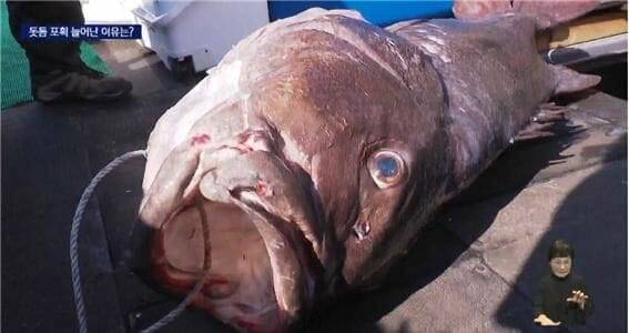 최근 부산 해역에서 잡힌 돗돔 (사진=KNN 보도화면 캡처)