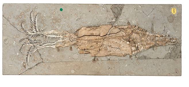 1억6600만년 전 멸종된 오징어의 친척 '벨렘노테우티스 안티쿠스'의 화석./영국 런던 자연사박물관