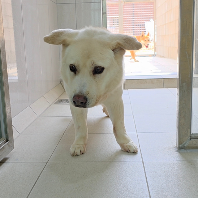 지난달 경기 남양주시 동물자유연대 '온센터'에서 만난 보호동물 '흰둥이'의 모습. 동그람이 정진욱