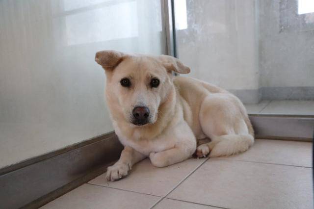 흰둥이는 사람과의 접촉에 기본적으로 스트레스를 받고 있다. 동물자유연대 제공