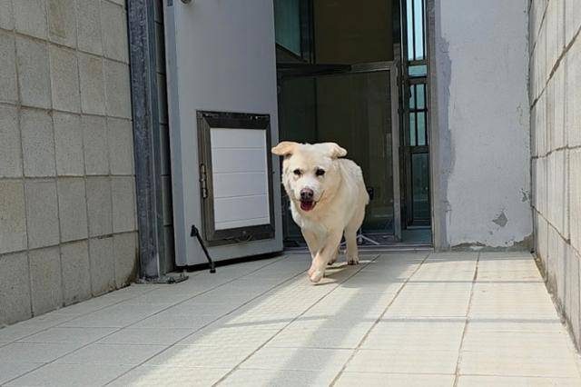 사람이 카메라를 두고 철수하자 흰둥이는 활기를 되찾았다. 동그람이 정진욱