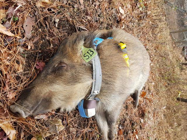 27일 서울 노원구 상계동 일대에 멧돼지가 출몰했다 사살됐다. 사진은 2023년 서울 북한산에서 포획된 뒤 위치추적장치(GPS)를 달기 위해 마취된 상태의 멧돼지 모습. 당시 위기의 도심 동물 이동경로 추적 및 연구 과정에서 포획됐다. 이성민 서울대 농업생명과학연구원 선임연구원 제공