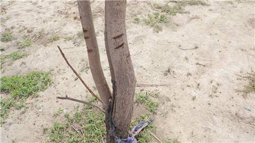 카메룬 앙두밀 마을에서 홍수 때 수위를 표시한 나무 전석우 기자 jujitsusw@yna.co.kr