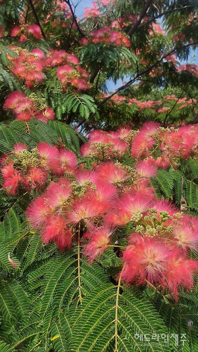 제주시 오도마을 앞 도로변에 만개한 자귀나무꽃. (사진=강철수)