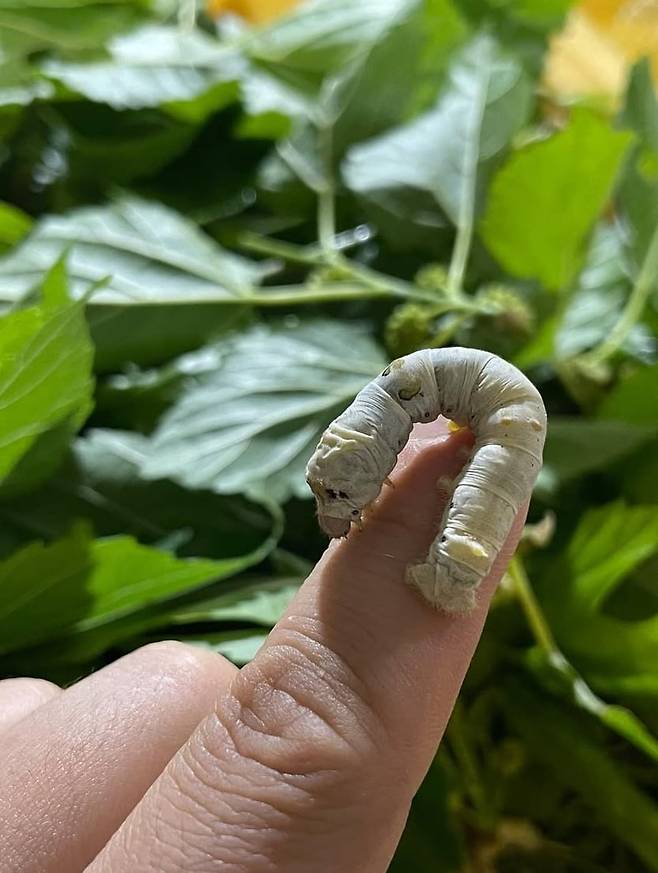 손가락 위에 올라간 통통한 누에. /인스타그램