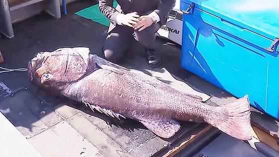 지난 23일 부산 해역에서 잡힌 돗돔. 길이가 170cm에 이른다. 사진 SBS 캡처