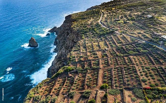 시칠리아 남쪽 판텔레리아(Pantelleria) 포도밭의 모습. [나라셀라 제공]