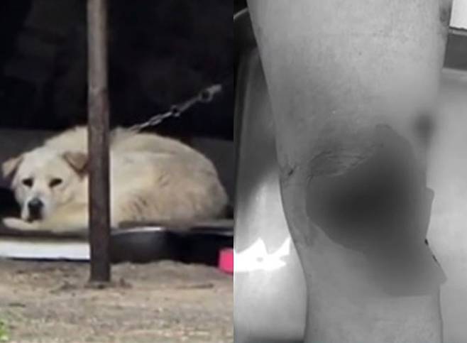 카센터에서 대형견에게 물려 전치 6주 진단을 받은 피해자 측이 견주의 적반하장 태도에 분통을 터뜨렸다./사진=JTBC '사건반장' 방송 화면