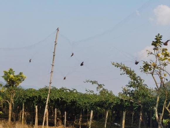코로나19 팬데믹 발생 5년 전 코로나19 바이러스가 확산한 중국 윈난성에 서식하는 과일박쥐 몸 속에서 또 다른 치명적 감염병을 일으킬 수 있는 병원균들이 검출됐다. 사진은 치명적 바이러스가 검출된 윈난성의 한 과수원 일대에서 포획된 과일박쥐의 모습  중국 윈난성 엔데믹 통제 예방 연구소 제공