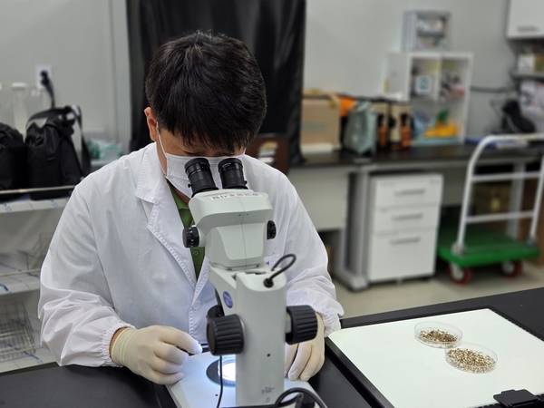 경기도보건환경연구원은 일본뇌염을 전파하는 주요 매개모기인 작은빨간집모기(Culex tritaeniorhynchus) 2마리가 6월 셋째주 화성시 동탄에서 발견됐다고 밝혔다. /경기도 제공