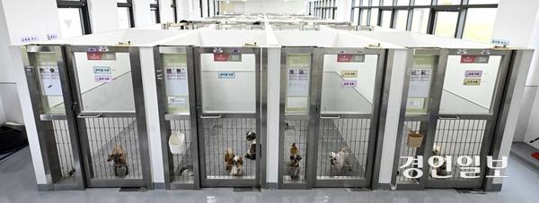 지난 2023년 9월 화성시 한 번식장에서 구조된 강아지 중 50여 마리가 여전히 새 주인을 찾고 있다. 29일 오전 여주시 반려마루 보호동에서 해당 강아지들이 입양을 기다리고 있다. 2025.6.29 /이지훈기자 jhlee@kyeongin.com