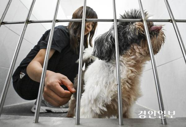 지난 2023년 9월 화성시 한 번식장에서 구조된 강아지 중 50여 마리가 여전히 새 주인을 찾고 있다. 29일 오전 여주시 반려마루 보호동에서 해당 강아지들이 입양을 기다리고 있다. 2025.6.29 /이지훈기자 jhlee@kyeongin.com