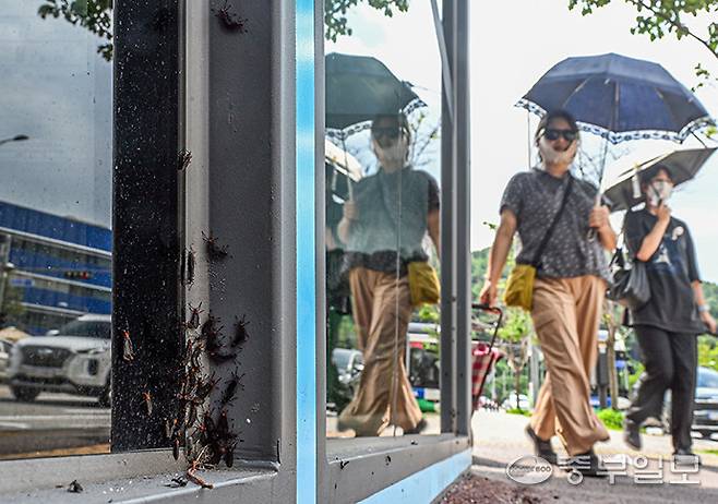 무더운 날씨가 이어지며 경기도 곳곳에 러브버그가 기승을 부리는 가운데 29일 오후 광명시 이케아·롯데아울렛광명점 버스정류장에 러브버그들이 무리지어 붙어 있다. 임채운기자