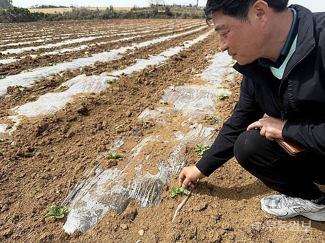 임태정 해남들영농조합법인대표가 25일 전남 해남 산일면에 위치한 자신의 배추밭을 설명하고 있다. 이날 방문한 배추밭에서는 봄배추 재배가 한창이었다.김혜진기자 hj@mdilbo.com