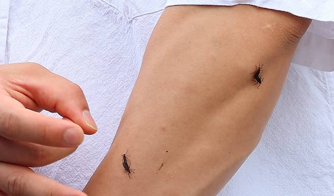 장마가 시작되며 서울과 인천, 경기 등 수도권에 러브버그(붉은등우단털파리)가 기승을 부리고 있는 가운데 27일 인천 서구 신검단중앙역에서 열린 인천도시철도 1호선 검단연장선 개통기념식장에서 한 시민이 몸에 붙은 러브버그를 떼어내고 있다. /연합뉴스