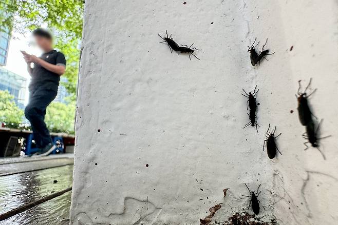 서울 도심에 출몰한 일명 '러브버그' 붉은등우단털파리의 모습. /뉴스1