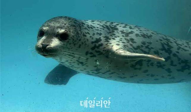 점박이물범.ⓒ해양수산부