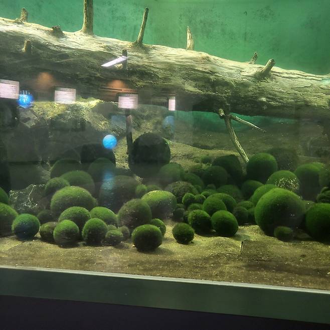 20250617_104952.jpg 홋카이도 7박 8일 골든 카무이 여행기 -2-