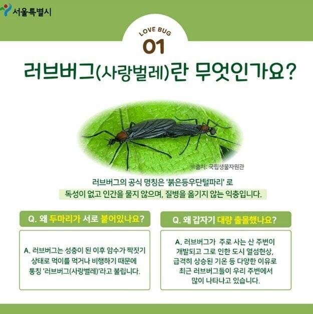 197bb638f2a5490c6.png.ren.jpg 러브버그(aka.섹충)의 알려지지 않은 진실