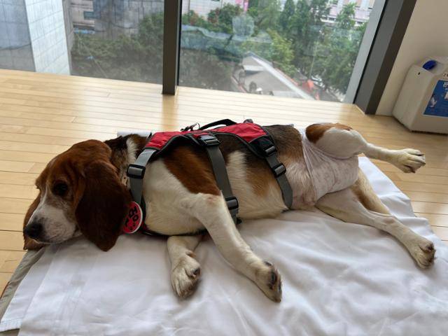 사람이 안았다가 내려놓으니 그대로 움직이지 않고 얼음처럼 누워있는 실험비글 출신 구멍이. 고은경 기자