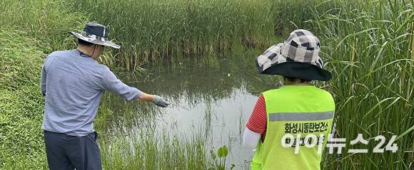 화성시동탄보건소 관계자가 지난 26일 너른공원에서 모기 매개 감염병 예방을 위한 유충구제 작업을 하고 있다. [사진=화성]