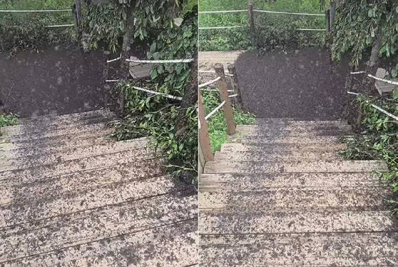 28일 인천 계양산 러브버그 모습. [사진=인스타그램 kimlark34]