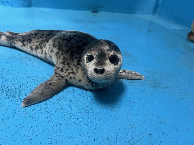 경기도 과천 서울대공원에서 막 재활을 시작한 시기의 아기 점박이물범. 야윈 모습이다. [사진 제공: 해양수산부]