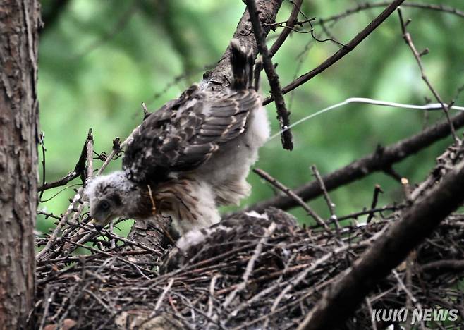 ‘둥지 밖으로 발사’참매 새끼 한마리가 본능적으로 둥지 끝에 서서 둥지 밖으로 힘차게 분비물(똥)을 내뿜고 있다.&nbsp;