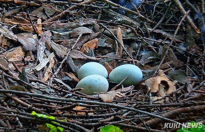 참매는 깊은 숲속의 낙엽송 등 잡목림의 높은 나뭇가지에 둥지를 틀고 계속해서 같은 둥지를 사용하는 습성이 있으며 장마 전인 5월 상순~6월에 2∼4개의 알을 낳아 36∼38일 동안 품는다.&nbsp;